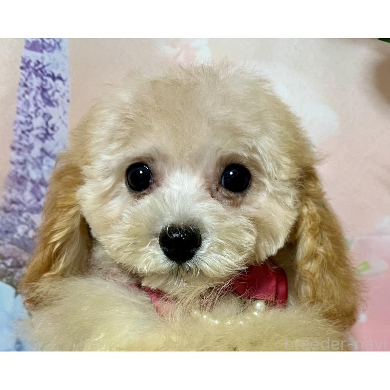 販売中の岡山県のタイニープードル-428267の10枚目