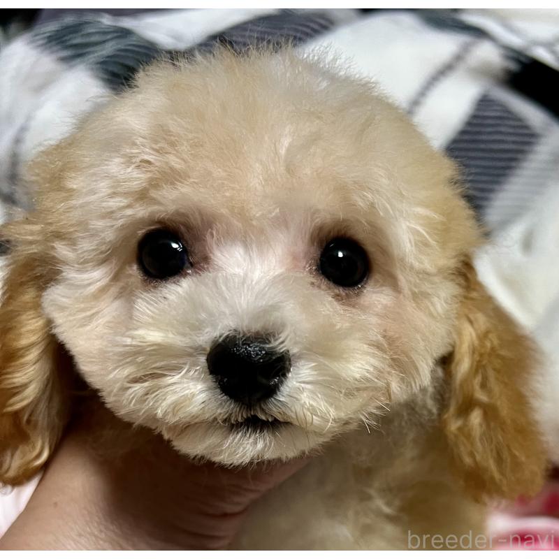 販売中の岡山県のタイニープードル-428267の9枚目