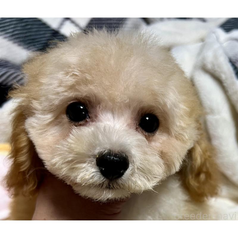 販売中の岡山県のタイニープードル-428267の8枚目