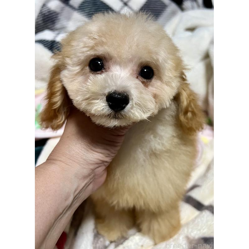 販売中の岡山県のタイニープードル-428267の7枚目