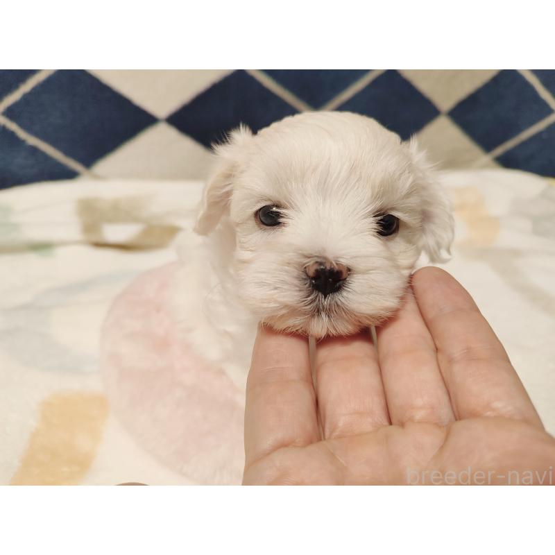 販売中の岡山県のマルチーズ-428268の4枚目