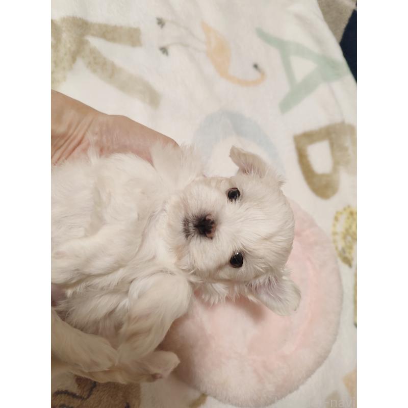 販売中の岡山県のマルチーズ-428268の3枚目