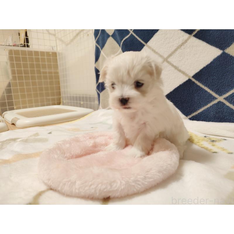 販売中の岡山県のマルチーズ-428268の2枚目