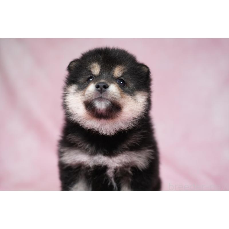 成約済の群馬県の柴犬-424033の5枚目