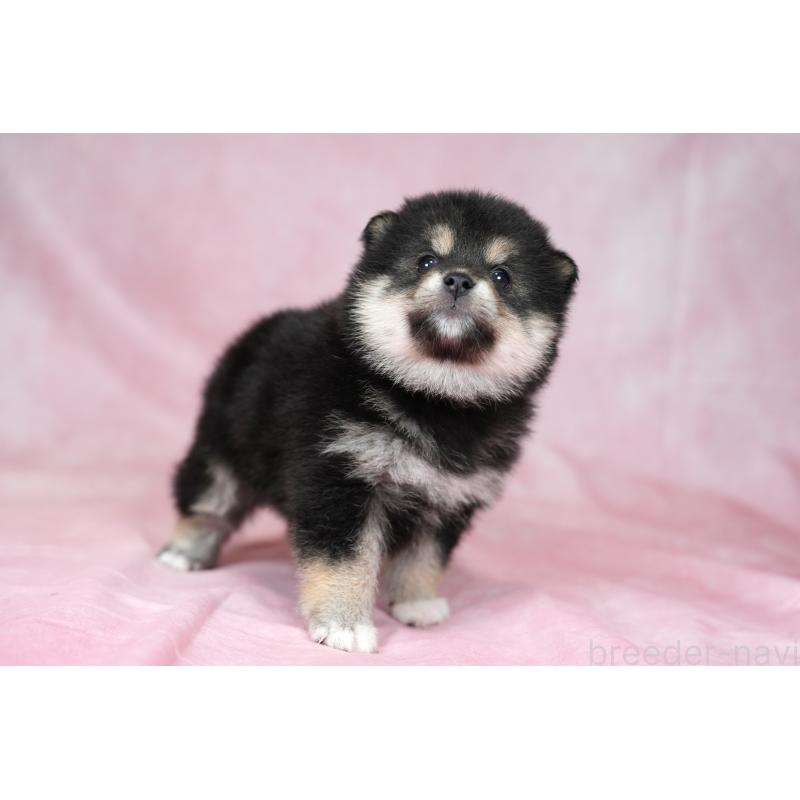 成約済の群馬県の柴犬-424033の4枚目