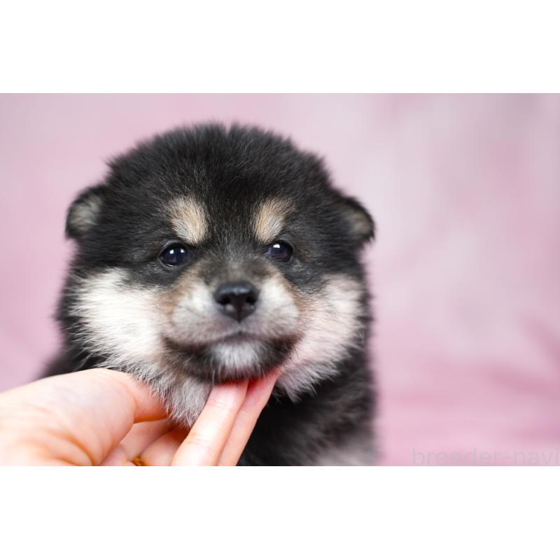 成約済の群馬県の柴犬-424033の2枚目