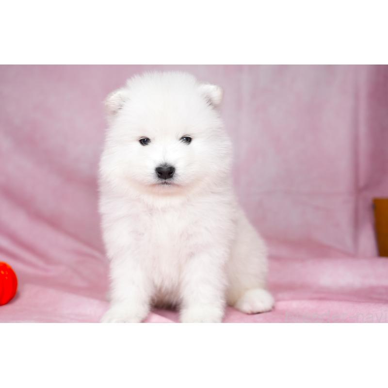 販売中の群馬県のサモエド-428269の16枚目