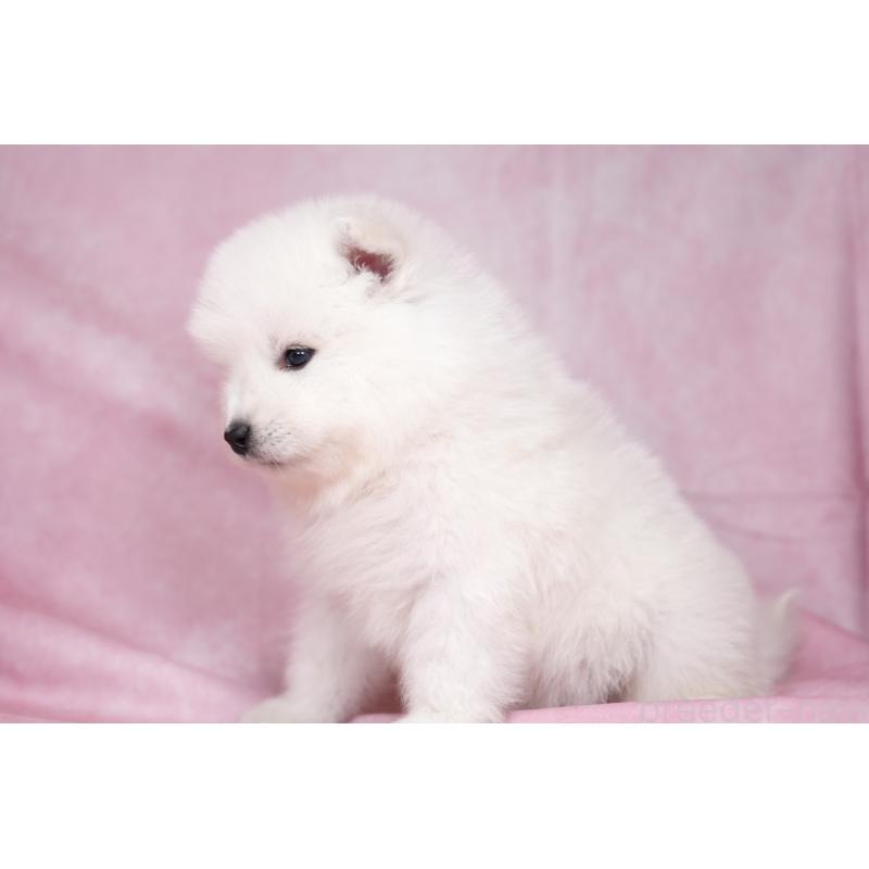 販売中の群馬県のサモエド-428269の15枚目