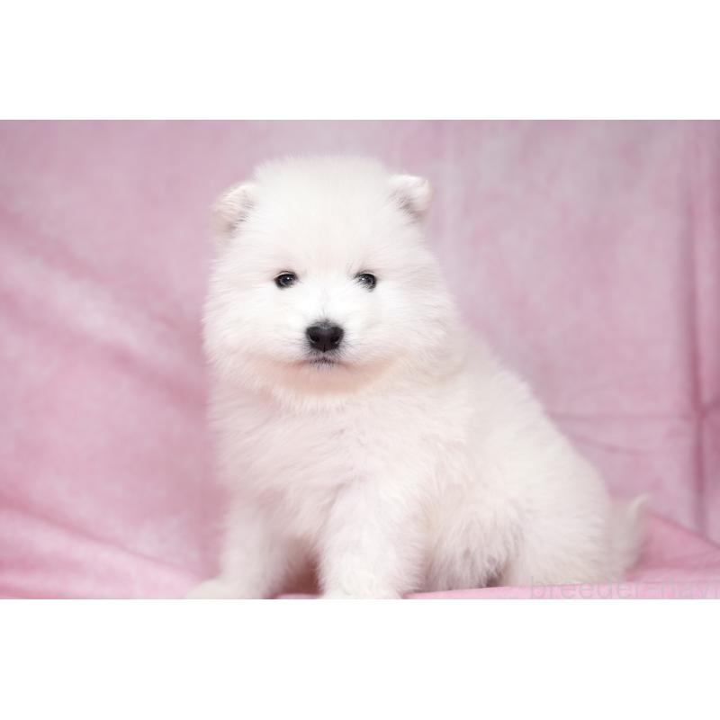 販売中の群馬県のサモエド-428269の14枚目