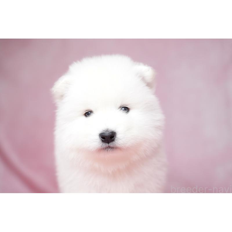 販売中の群馬県のサモエド-428269の13枚目