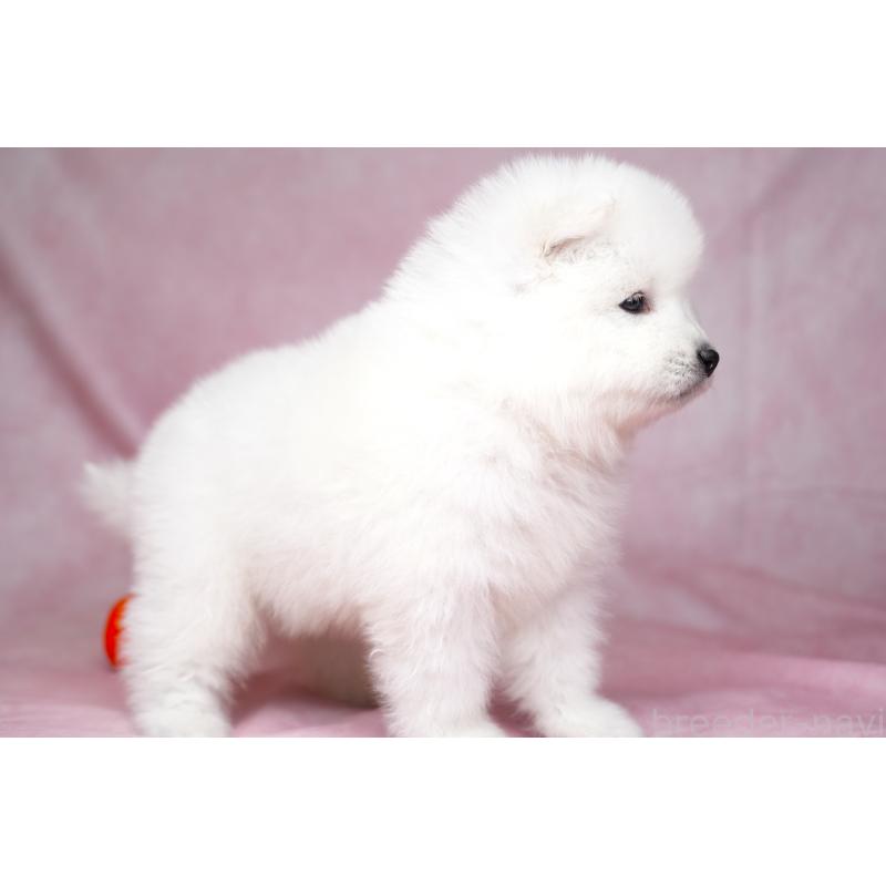 販売中の群馬県のサモエド-428269の12枚目