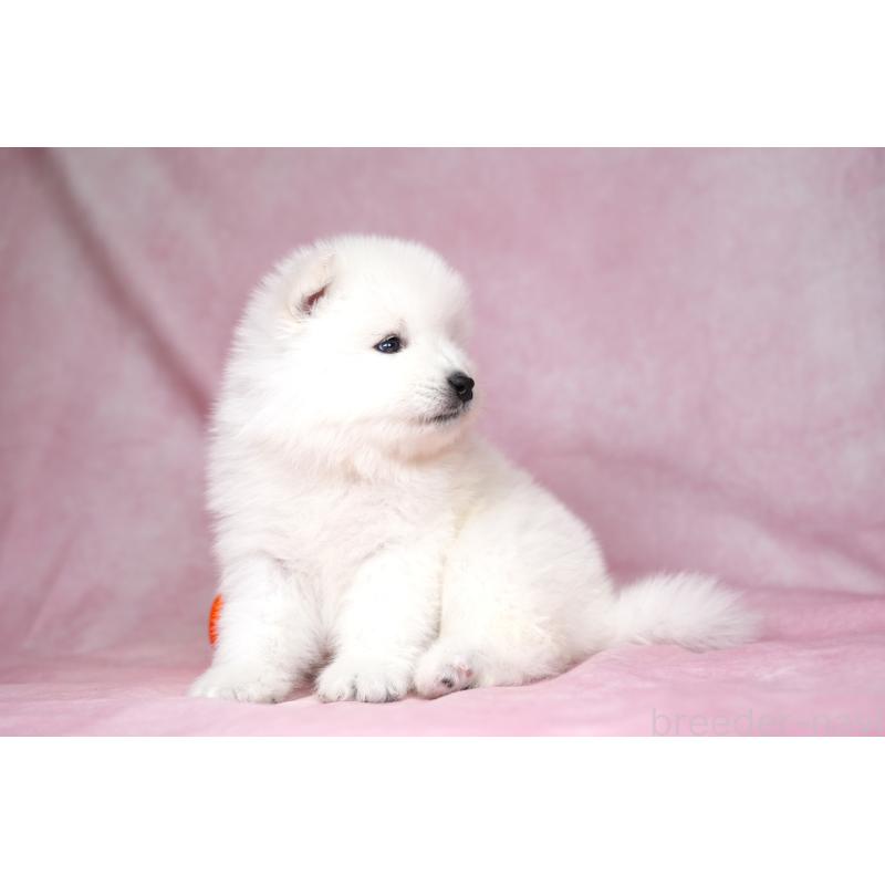 販売中の群馬県のサモエド-428269の11枚目