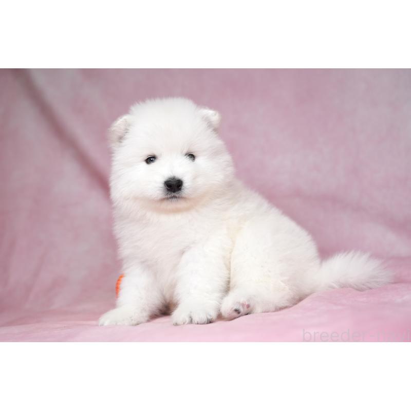 販売中の群馬県のサモエド-428269の10枚目