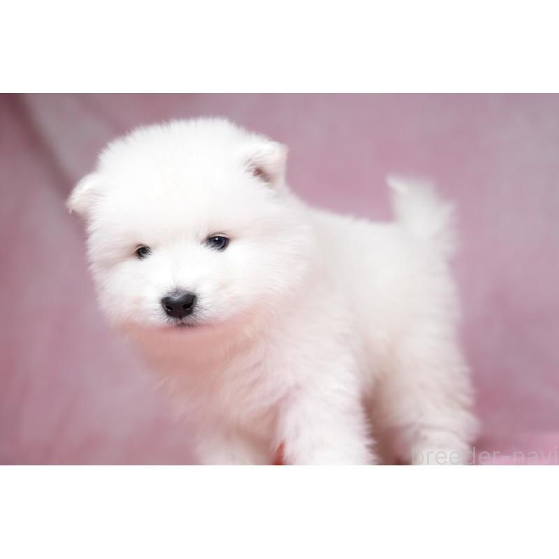 販売中の群馬県のサモエド-428269の9枚目