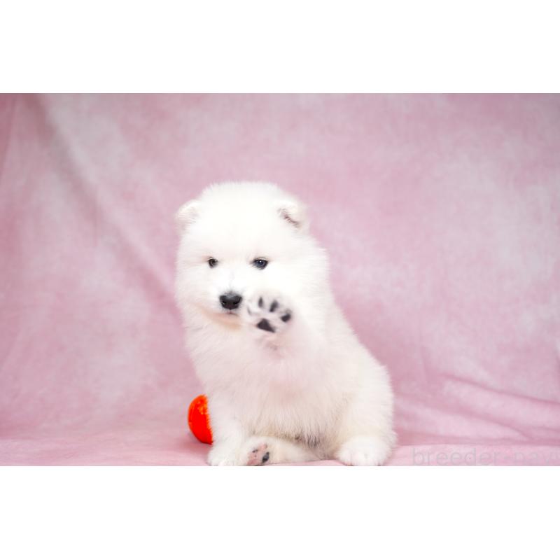 販売中の群馬県のサモエド-428269の8枚目