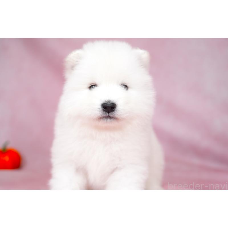 販売中の群馬県のサモエド-428269の7枚目