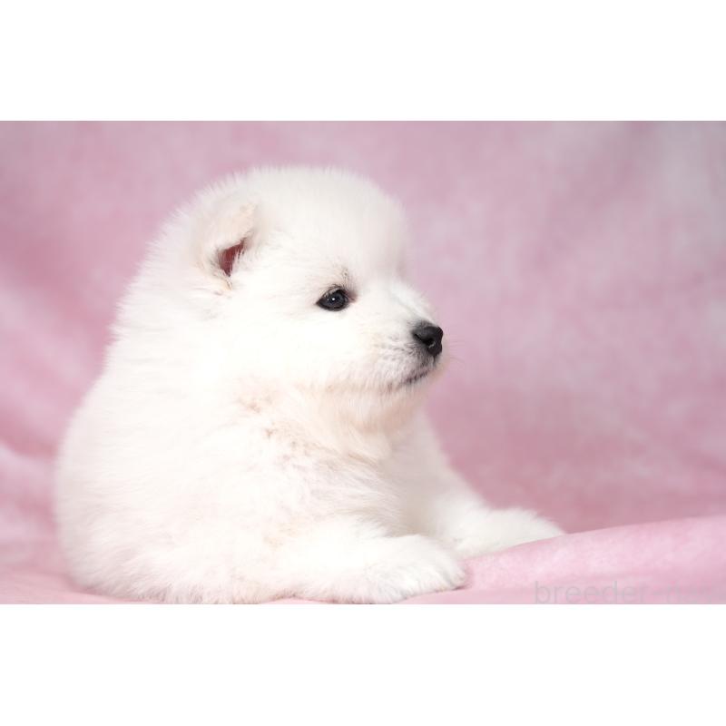 販売中の群馬県のサモエド-428269の6枚目