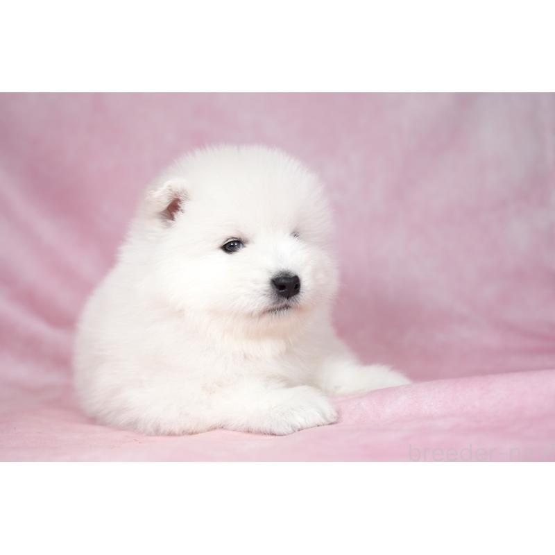 販売中の群馬県のサモエド-428269の5枚目