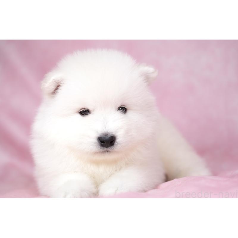 販売中の群馬県のサモエド-428269の4枚目