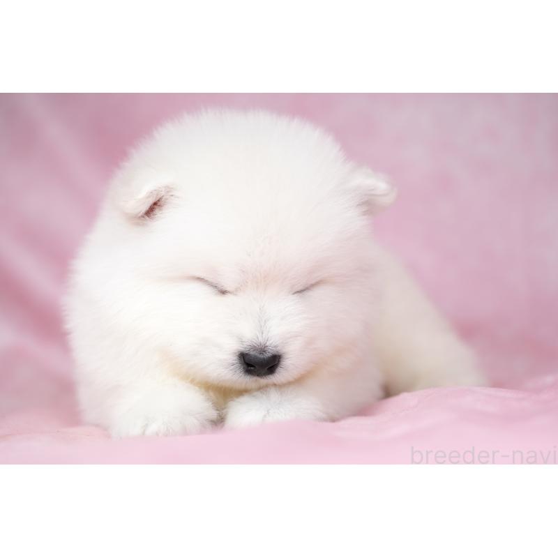 販売中の群馬県のサモエド-428269の3枚目