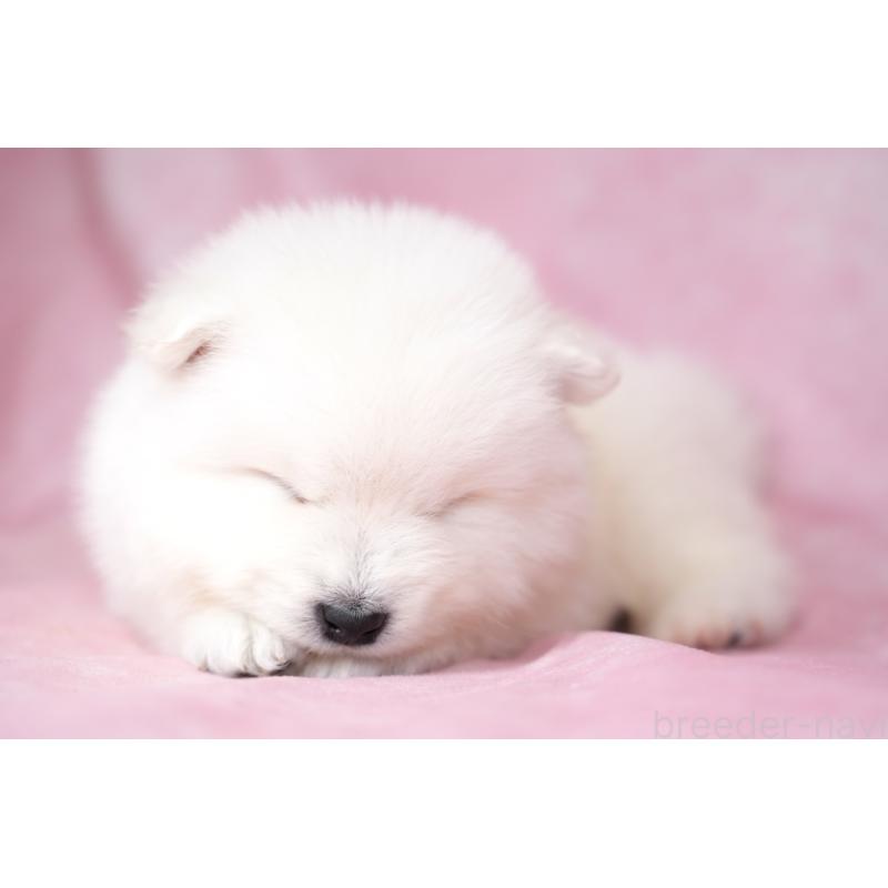 販売中の群馬県のサモエド-428269の2枚目