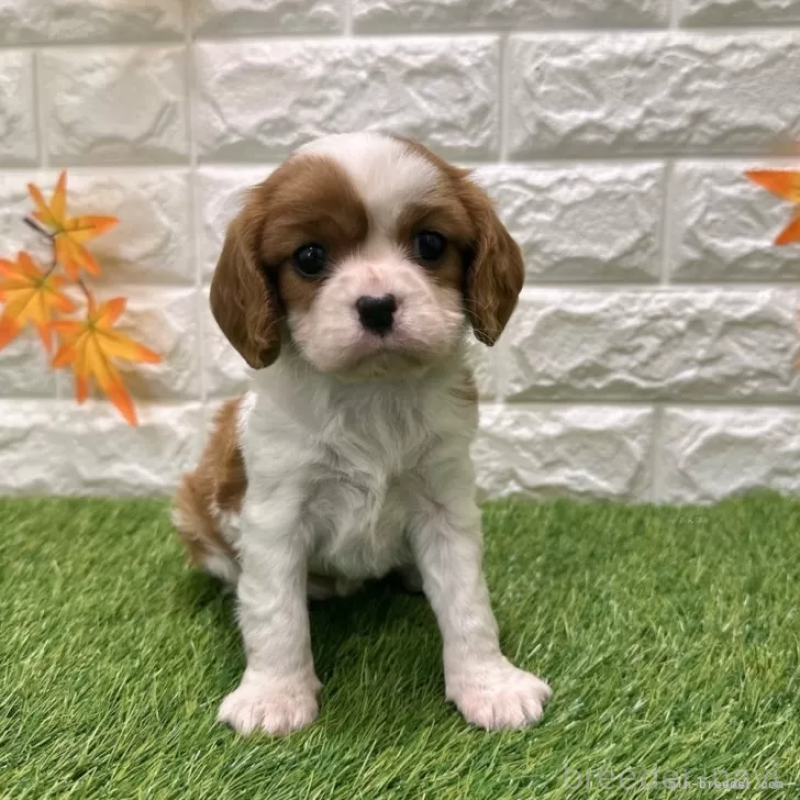 販売中の愛知県のキャバリアキングチャールズスパニエル-427125