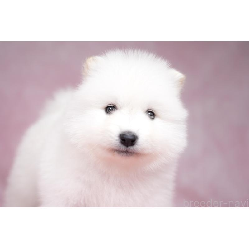 販売中の群馬県のサモエド-428270の11枚目