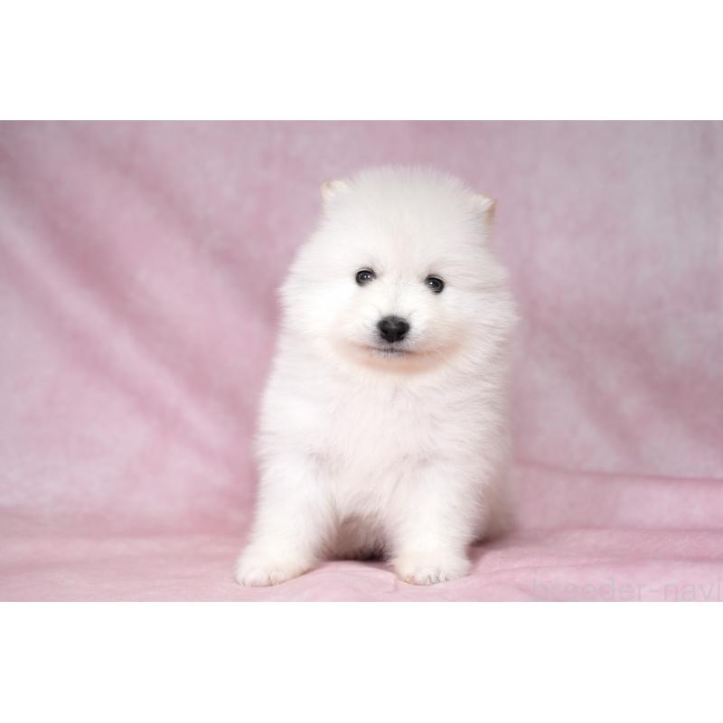 販売中の群馬県のサモエド-428270の7枚目