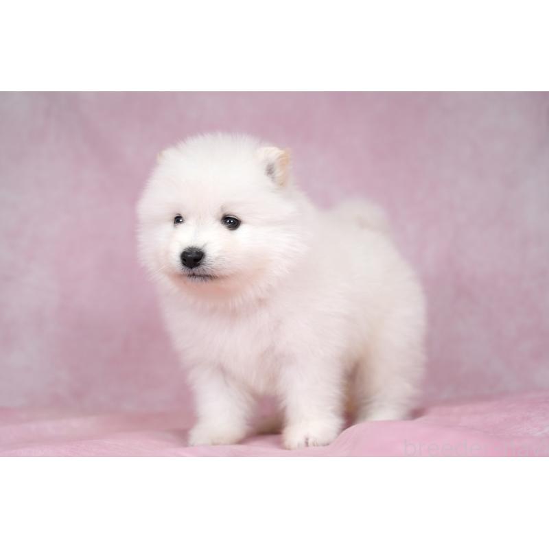 販売中の群馬県のサモエド-428270の5枚目