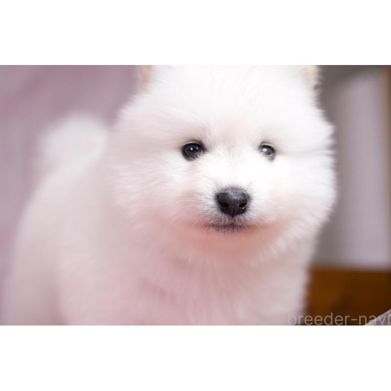 販売中の群馬県のサモエド-428270の3枚目