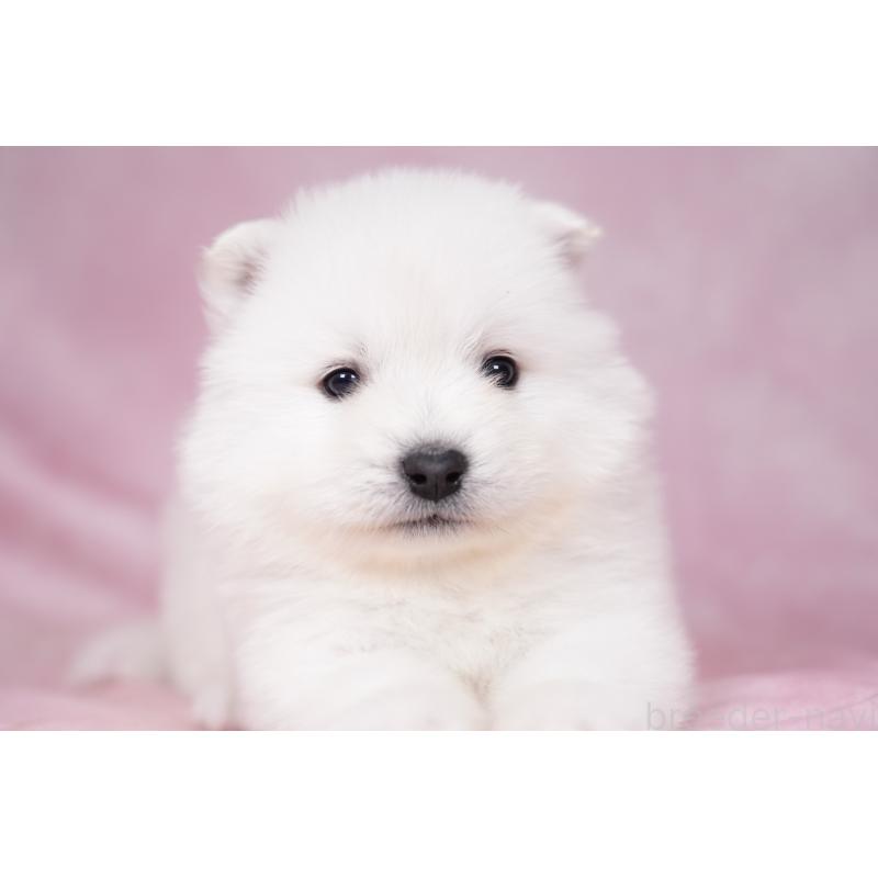 販売中の群馬県のサモエド-428271の13枚目