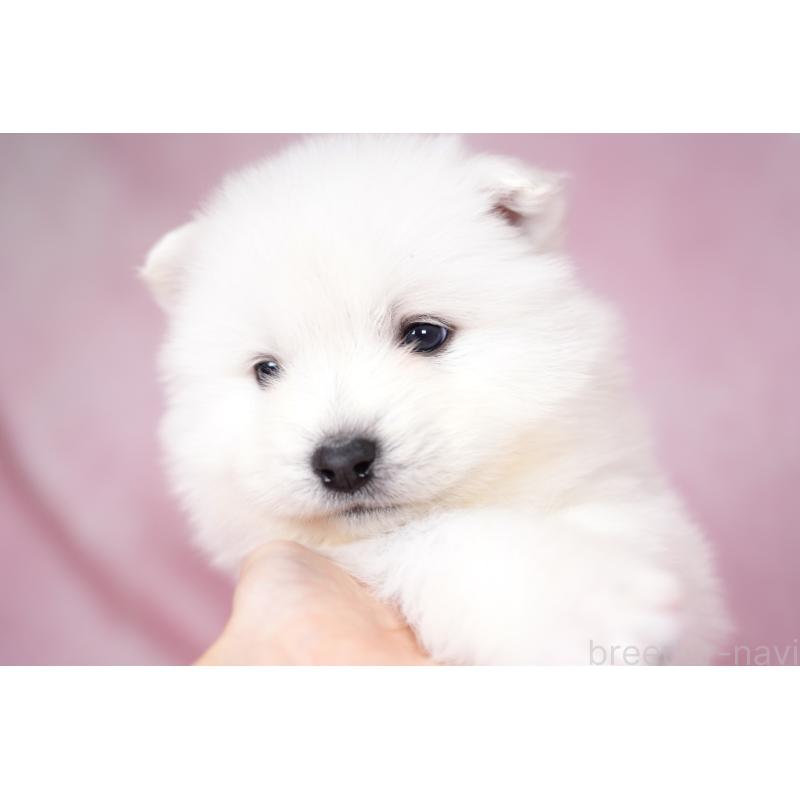 販売中の群馬県のサモエド-428271の10枚目