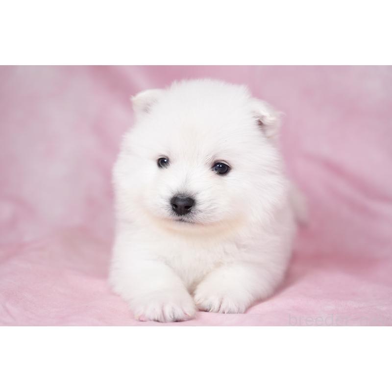 販売中の群馬県のサモエド-428271の9枚目