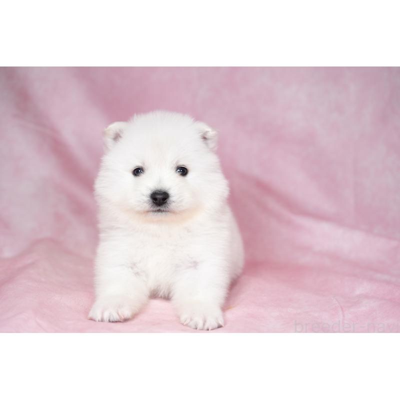 販売中の群馬県のサモエド-428271の8枚目