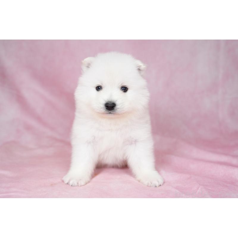 販売中の群馬県のサモエド-428271の7枚目