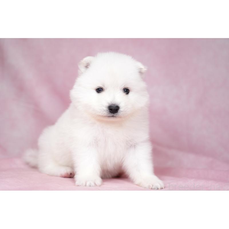 販売中の群馬県のサモエド-428271の6枚目