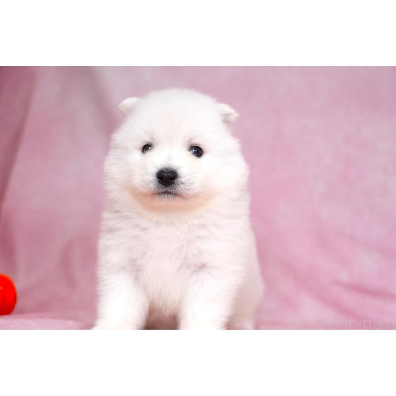 販売中の群馬県のサモエド-428271の4枚目