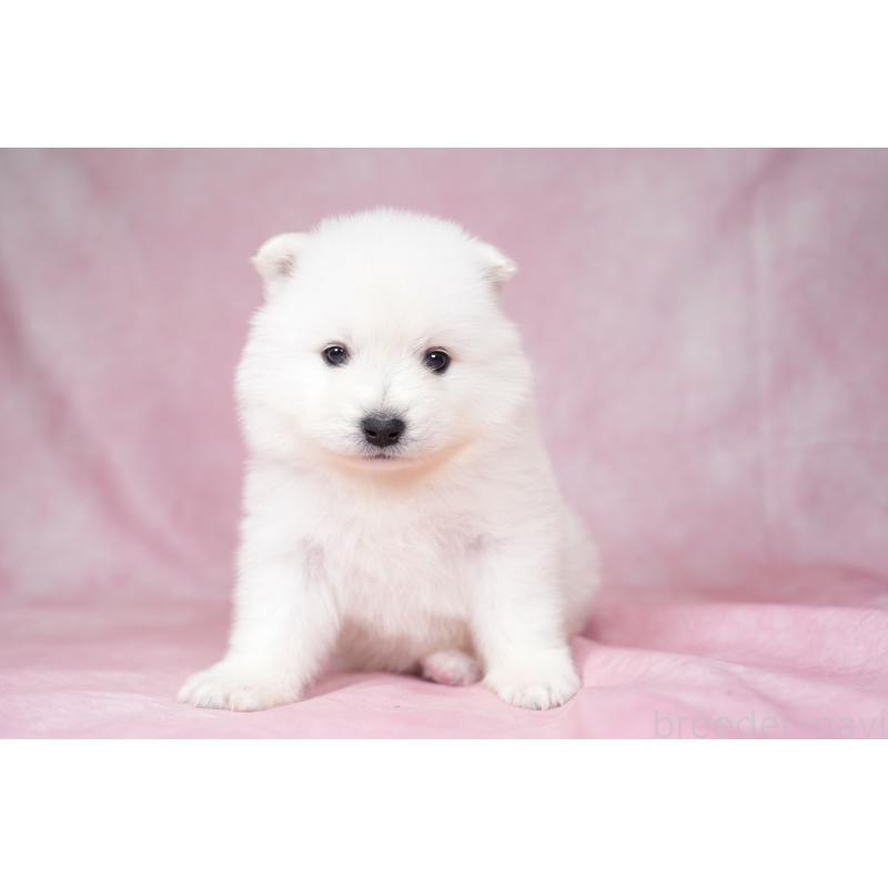 販売中の群馬県のサモエド-428271の3枚目