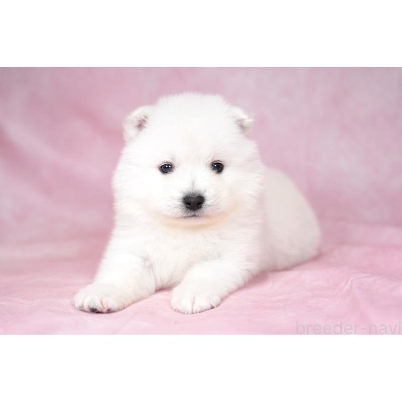 販売中の群馬県のサモエド-428271の2枚目