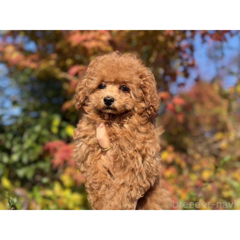 成約済の長崎県のティーカッププードル-418612の6枚目