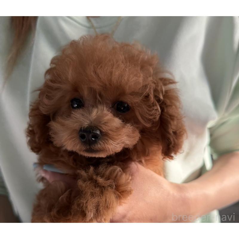 成約済の長崎県のティーカッププードル-418612の5枚目