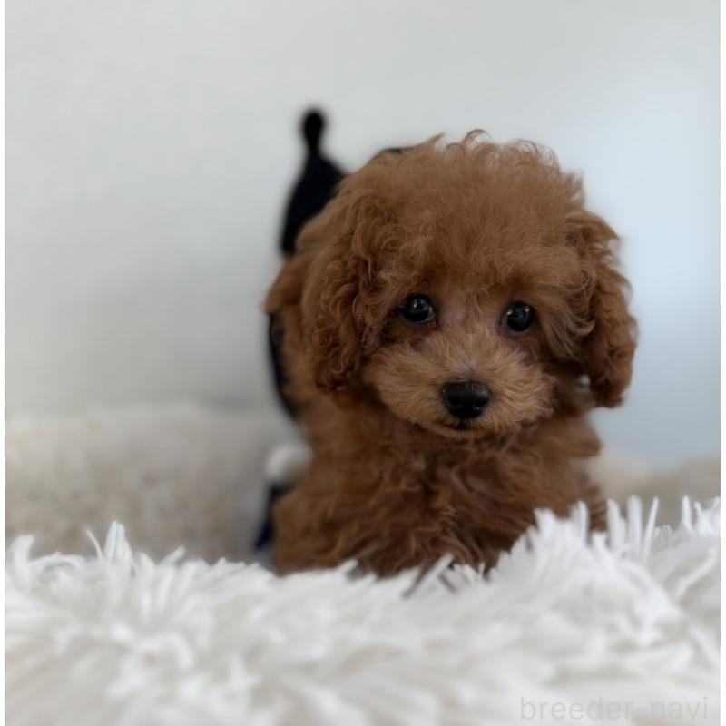 成約済の長崎県のティーカッププードル-418612の3枚目