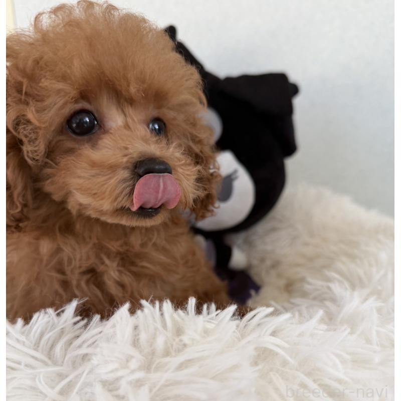 成約済の長崎県のティーカッププードル-418612の2枚目