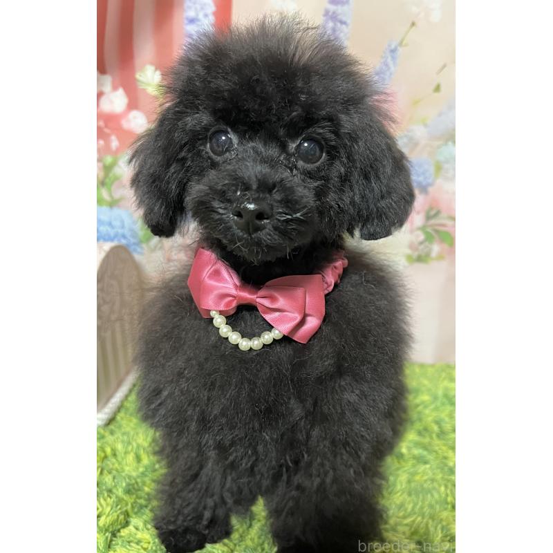 販売中の岡山県のティーカッププードル-412795の7枚目