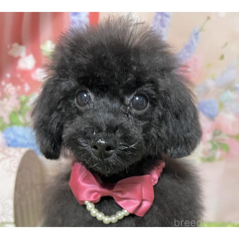販売中の岡山県のティーカッププードル-412795の6枚目