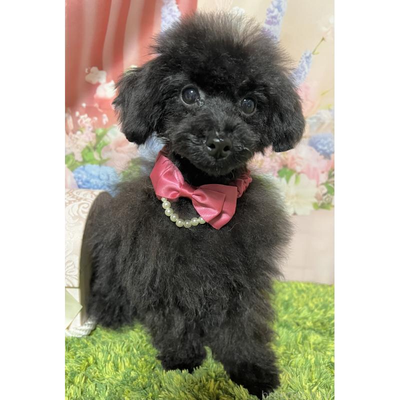 販売中の岡山県のティーカッププードル-412795の5枚目