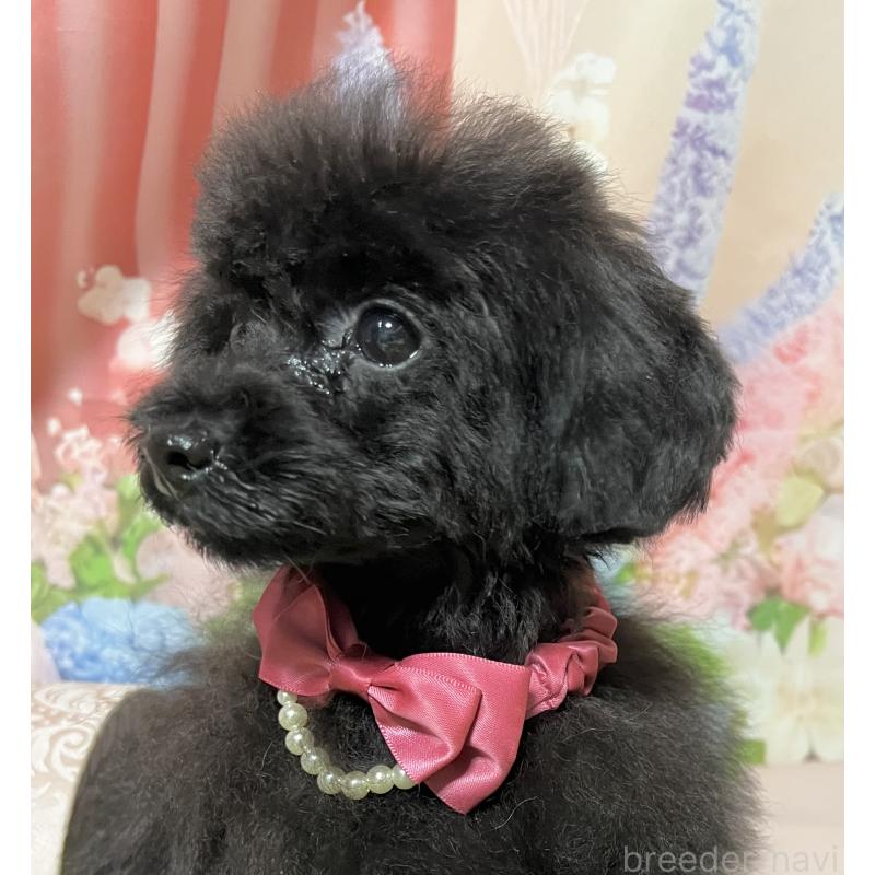 販売中の岡山県のティーカッププードル-412795の4枚目