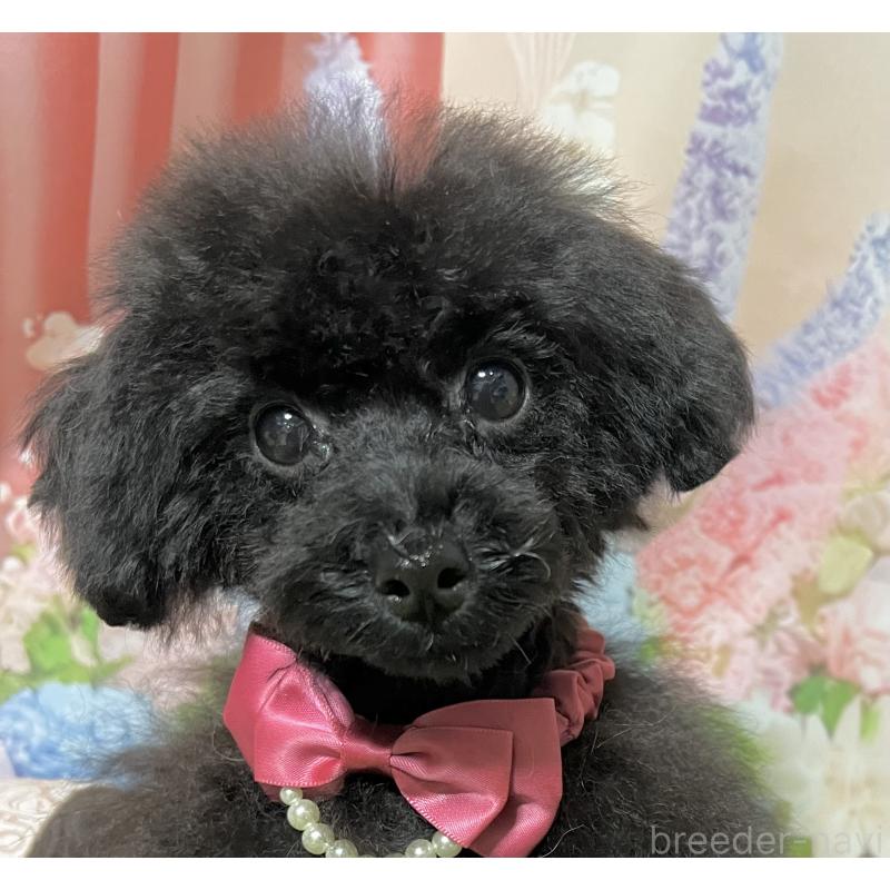 販売中の岡山県のティーカッププードル-412795の3枚目