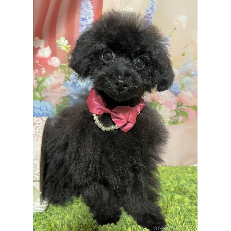 販売中の岡山県のティーカッププードル-412795の2枚目