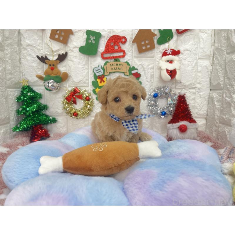 販売中の茨城県のビションプー:ビションフリーゼ×トイプードル-428272の7枚目